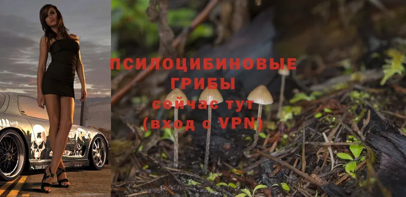 Псилоцибиновые грибы Psilocybine cubensis  Нестеров 